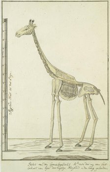 Giraffa camelopardalis (Giraffe), skeleton, 1779. Creator: Robert Jacob Gordon.