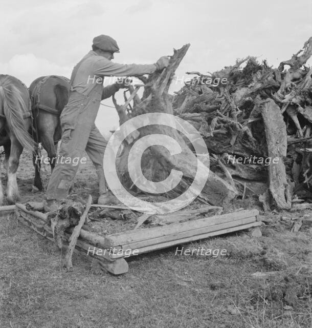 Ex-mill worker clears eight-acre field after bulldozer..., Boundary County, Idaho, 1939. Creator: Dorothea Lange.