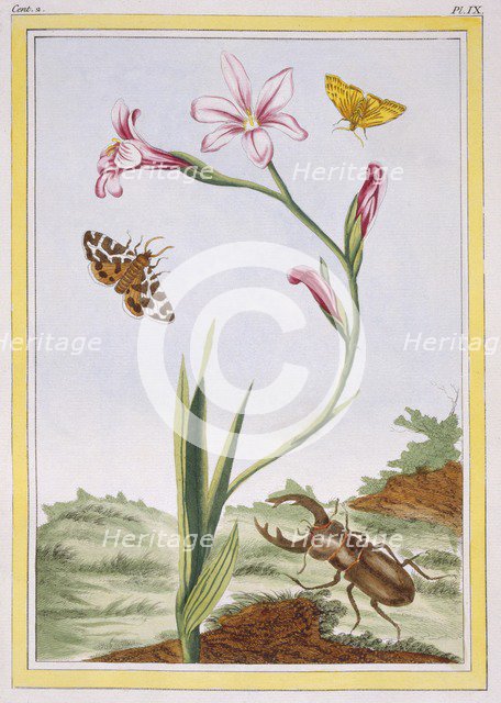 L'Ixia (flesh-coloured Ixia) and Stag Beetle,  pub. 1776. Creator: Pierre Joseph Buchoz (1731-1807).