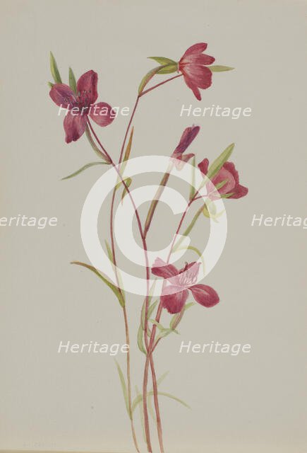 Farewell to Spring (Godetia amoena lilja), ca. 1930s. Creator: Mary Vaux Walcott.