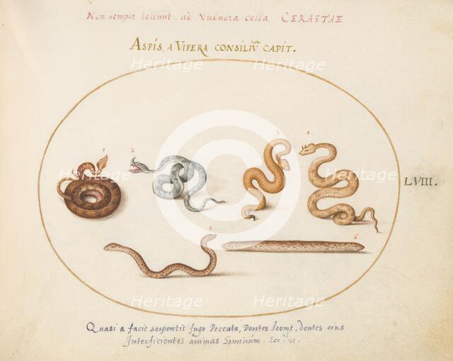 Animalia Qvadrvpedia et Reptilia (Terra): Plate LVIII, c. 1575/1580. Creator: Joris Hoefnagel.