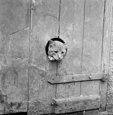 Cat looking through a hole, Cornwall, 1950s Artist: John Gay.