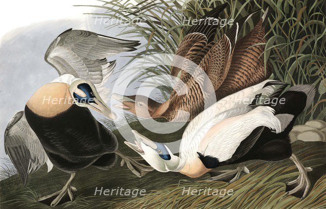 Eider Duck,  Fuligula Mollissima, 1845.