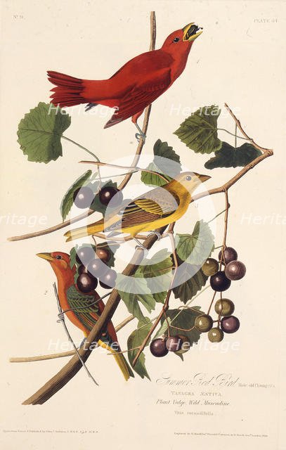 The Summer Red Bird. From "The Birds of America", 1827-1838. Creator: Audubon, John James (1785-1851).