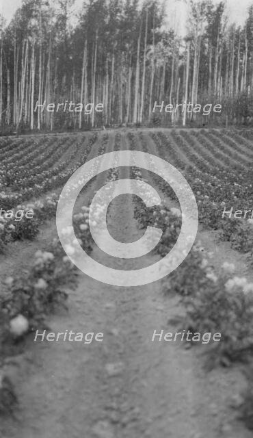 Farming, between c1900 and 1916. Creator: Unknown.
