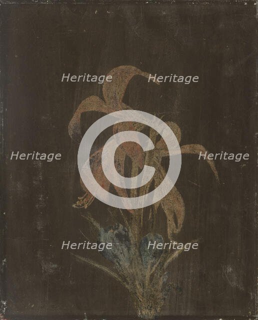 Lilja, 1846. Creator: Magnus von Wright.