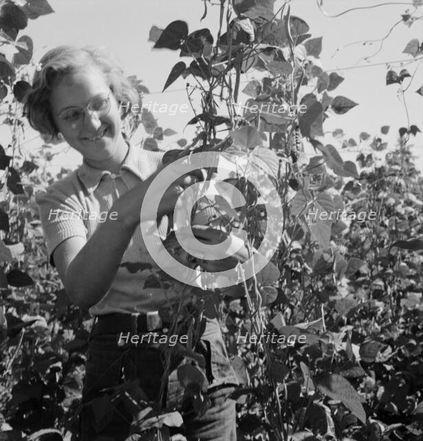 Local high school girl, who picks beans..., near West Stayton, Marion County, Oregon, 1939. Creator: Dorothea Lange.