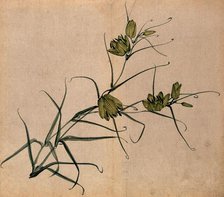 A plant, possibly a fritillary (Fritillaria species): flowering stem. Creator: Unknown.
