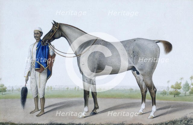 A flea-bitten grey horse with its groom holding a fly-whisk and a red and blue horse-cloth. c1845.  Creator: Shaikh Muhammad Amir of Karraya.