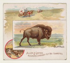 Buffalo, from Quadrupeds series (N41) for Allen & Ginter Cigarettes, 1890. Creator: Allen & Ginter.