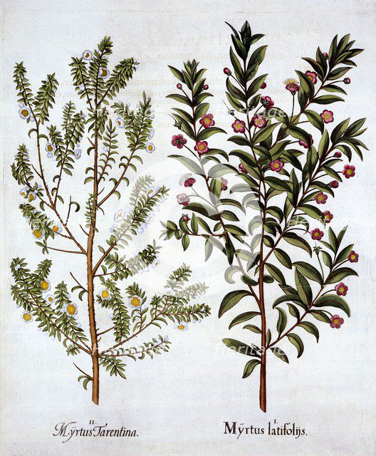Myrtle Varieties, from 'Hortus Eystettensis', by Basil Besler (1561-1629), pub. 1613 (hand-coloured 