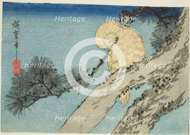 Owl on pine branch, 1830s. Creator: Ando Hiroshige.