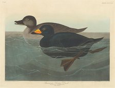 American Scoter Duck, 1838. Creator: Robert Havell.
