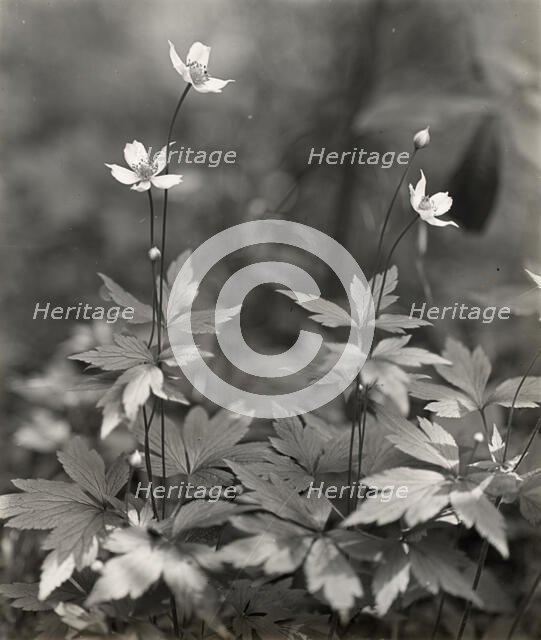 Wood anemone, between 1915 and 1935. Creator: Frances Benjamin Johnston.