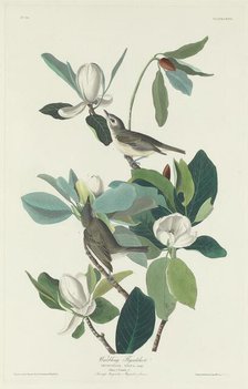 Warbling Flycatcher, 1831. Creator: Robert Havell.