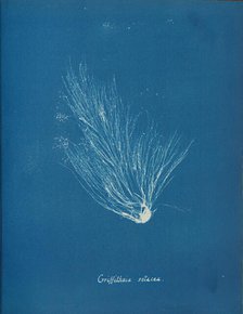 Griffithsia setacea, ca. 1853. Creator: Anna Atkins.