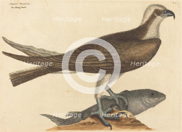 The Fishing Hawk (Falco haliaetus), published 1754. Creator: Mark Catesby.