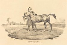 An Arabian Horse, 1821. Creator: Theodore Gericault.