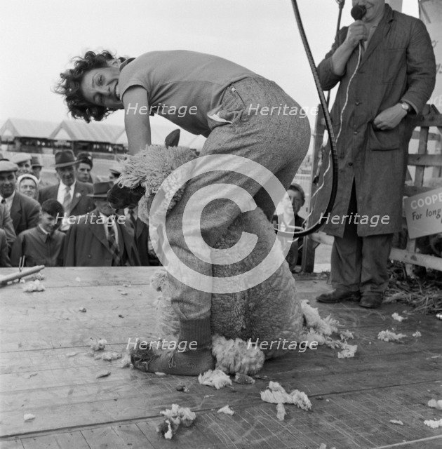 Sheep shearing, Long Ashton, Bristol, Avon, c1946-c1959. Artist: John Gay