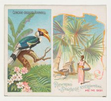 Concave-Casqued Hornbill, from Birds of the Tropics series (N38) for Allen & Ginter Cigare..., 1889. Creator: Allen & Ginter.