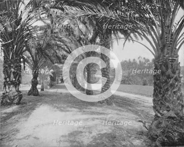 'The Palms of Glenannie, Florida', 19th century. Artist: Unknown.