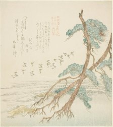 Pine Trees, from the series "Tosa Diary for the Shofudai, Hisakataya, and Bu..., early 19th century. Creator: Kubo Shunman.