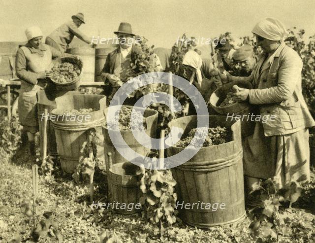 Wine harvest near Baden bei Wien, Lower Austria, c1935. Creator: Unknown.