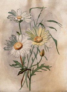 Ox-eye or marguerite daisy (Leucanthemum vulgare): flowers and leaves. Creator: Unknown.