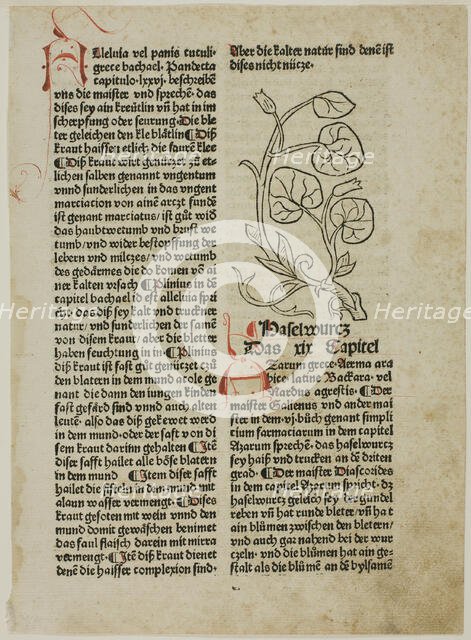 Hazelwort from Gart der Gesundheit (Garden of Health), Plate 16...1487...assembled 1929. Creators: Unknown, Konrad Dinckmut, Johannes de Cuba, Wilhelm Ludwig Schreiber.