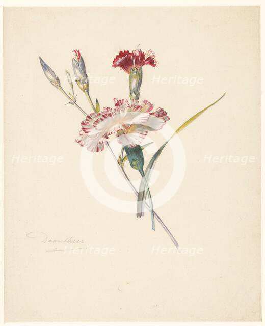 Study sheet with Carnations, 1824-1900. Creator: Albertus Steenbergen.