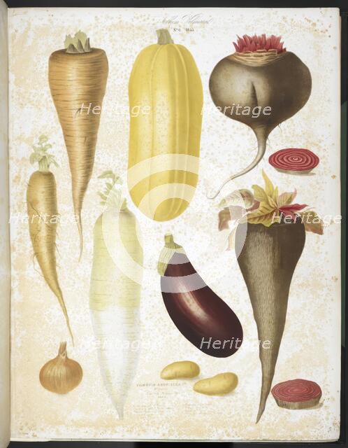A selection of vegetables, including aubergine, onion, carrot, and potato, 1850.  Creators: Elisa Champin, Mlle Coutance.