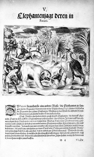Elephants Fighting, 1606. Creator: Theodor de Bry.