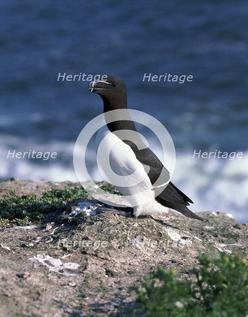 Razorbill.