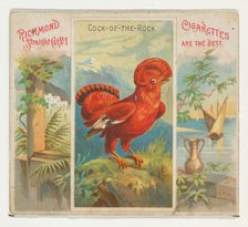 Cock-of-the-Rock, from Birds of the Tropics series (N38) for Allen & Ginter Cigarettes, 1889. Creator: Allen & Ginter.