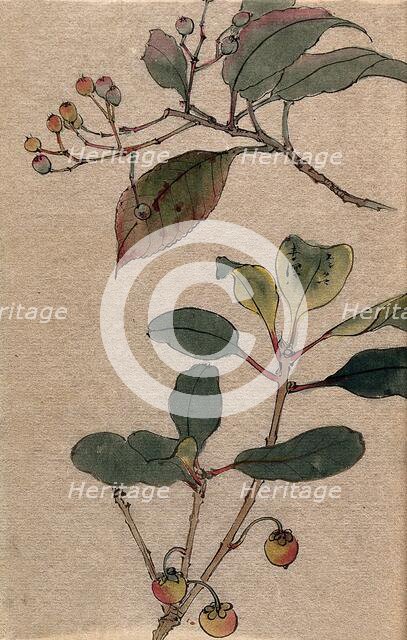 Two fruiting tree branches, possibly a Sorbus and Prunus species. Creator: Unknown.