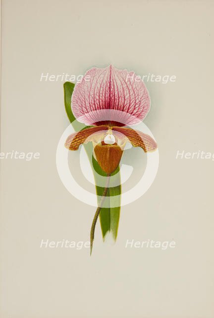 Orchid: Cypridium Charlesworthii, 1906. Creator: Frederick William Bolas.