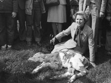 Margaret Thatcher with a 12 hour old Charolais calf at a farm near Ipswich, 12 th April 1979. Artist: Unknown