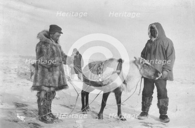 Reindeer which recently dropped its horns at a Reindeer Fair, between c1900 and c1930. Creator: Unknown.