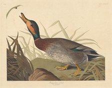 Bemaculated Duck, 1836. Creator: Robert Havell.