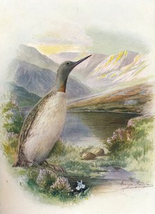 'Red-Throated Diver - Colym'bus septen'triona'lis', c1910,  (1910). Artist: George James Rankin.