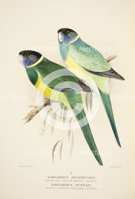 Northern Yellow Banded Parrot and Dundas Yellow Collared Parrot, pub. 1916 (hand coloured engraving) Creator: Roland Green (1896 - 1972).