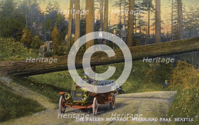 The 'Fallen Monarch', Woodland Park, Seattle, Washington, USA, 1911. Artist: Unknown