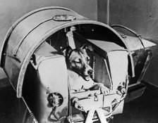 Laika, Russian cosmonaut dog, 1957. Artist: Unknown