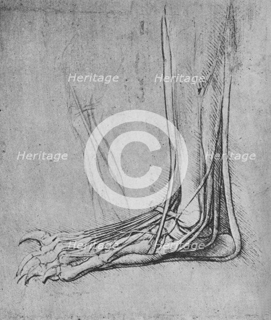 'Dissection of a Bear's Foot to the Left', c1480 (1945). Artist: Leonardo da Vinci.