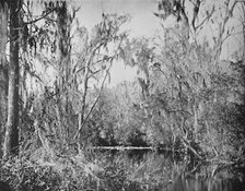 'On Governor's Creek, Ocklawaha River, Florida', c1897. Creator: Unknown.