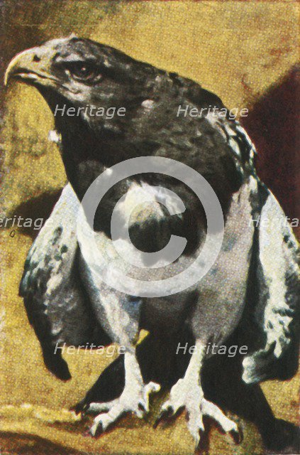 Adult Aguja, c1928. Creator: Unknown.