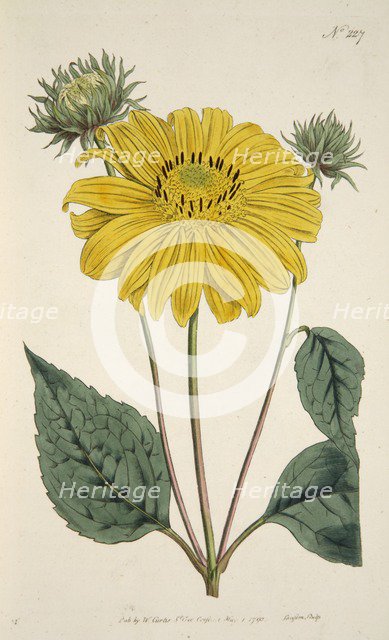 Sunflower, pub. 1796 (hand coloured engraving). Creator: English School (18th Century).