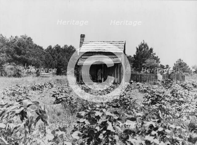 Sharecropper's cabin, cotton and corn, near Jackson, Mississippi, 1937. Creator: Dorothea Lange.