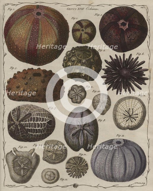'Echinus' (Sea urchins), 1781. Creator: James Newton.