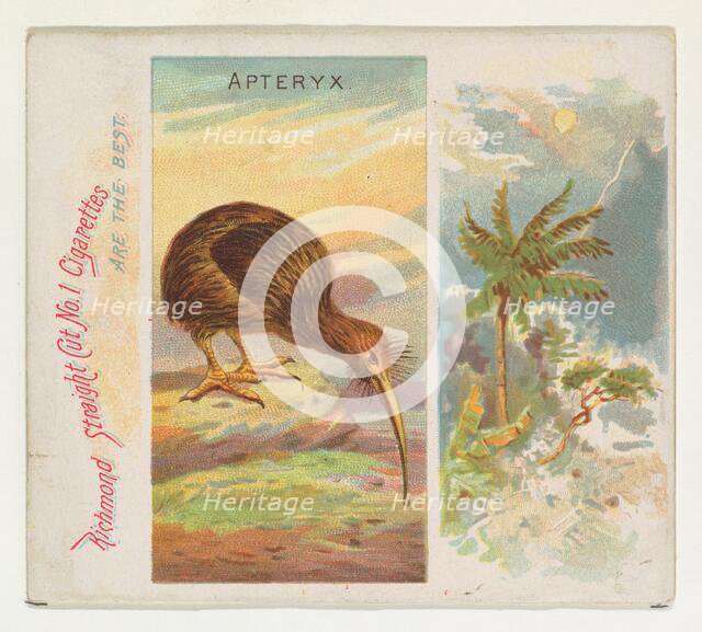 Apteryx, from Birds of the Tropics series (N38) for Allen & Ginter Cigarettes, 1889. Creator: Allen & Ginter.